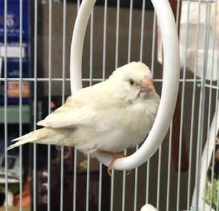 この鳥の種類わかりますか 文鳥かなと思ったのですが もし文鳥だ Yahoo 知恵袋