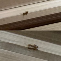 小さい１ミリ茶色い蟻が家に出る原因教えて下さい詳しい方お願い Yahoo 知恵袋