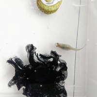 メダカのメスなのですが 餌を食べに来ず 底でじっとしているので 見 Yahoo 知恵袋