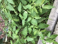 この植物の名前教えて下さい 家庭菜園でオクラの横にさいてます Yahoo 知恵袋