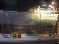 子亀の水槽の水深について クサガメ ニホンイシガメ とミドリガメ アカミ Yahoo 知恵袋