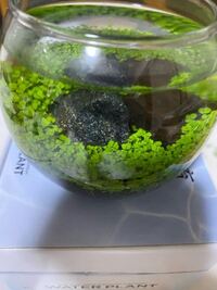 水草の農薬についてメダカとミナミヌマエビを飼っています 本日カボ Yahoo 知恵袋