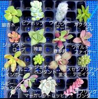 メルカリでの出来事です 私は多肉植物を売ってますが ある方が Yahoo 知恵袋