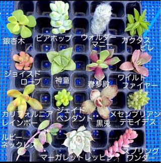 メルカリで多肉植物のカット苗を購入しました 最終的には地植えで増や Yahoo 知恵袋