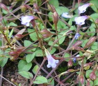 お茶花について質問です 茶道を随分習っていますが お花の選び方で質問です 茶 Yahoo 知恵袋