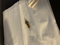 これは ムカデですか ヤスデですか ゲジ 俗称ゲジゲジ Yahoo 知恵袋