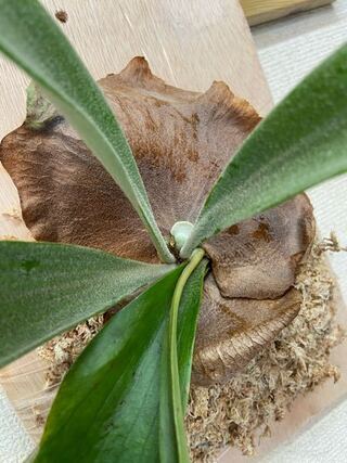 ビカクシダのこの新芽は貯水葉と胞子葉どちらでしょうか Yahoo 知恵袋