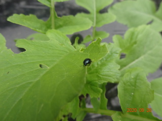 大根などにつく害虫 この虫の名前 防除方法教えてください Yahoo 知恵袋