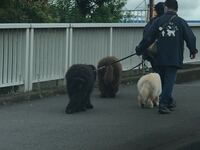 犬用のヒバ油スプレーをを手作りで使用されている方 教えて下さい 我が家の Yahoo 知恵袋