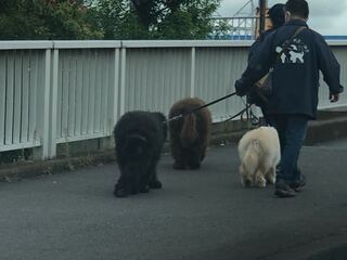 この大型犬の犬種分かります 走行中とっさに撮ったのでこの情報だけで Yahoo 知恵袋