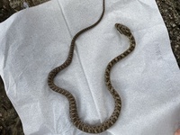 息子が捕まえてきたこの赤ちゃん蛇は アオダイショウかマムシか見分けがつく方教 Yahoo 知恵袋