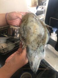 コウイカって昼でも釣れますか Yahoo 知恵袋