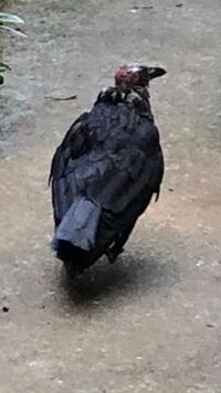 鳥に詳し方に質問です 先程家の前にこのような黒い鳥がいたのです Yahoo 知恵袋