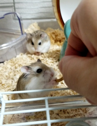 ロボロフスキーハムスターを二匹 同じケージに一緒に飼っています Yahoo 知恵袋