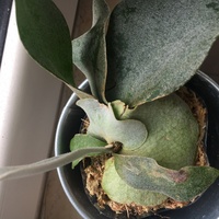 シダアレルギーについて質問です コウモリランという観葉植物が欲しいので Yahoo 知恵袋
