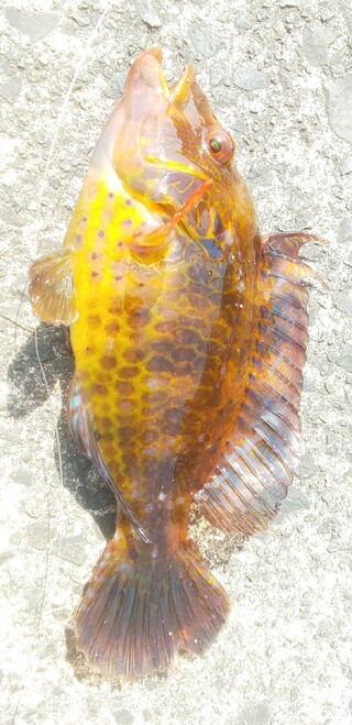 この魚の名前はなんですか 口に牙があったように見えましたカサゴのような大 Yahoo 知恵袋