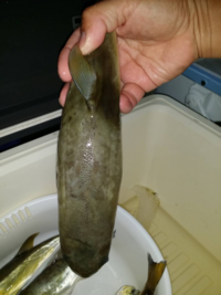 フグは毒がないのであれば免許なしでさばいていいのですか Yahoo 知恵袋