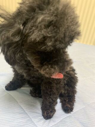 愛犬のお座りがおかしいんですけどなにか理由あるんですか Yahoo 知恵袋