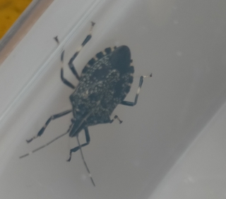 この虫の名前を教えてください 干したノースリーブの洋服に潜んでいたようで Yahoo 知恵袋