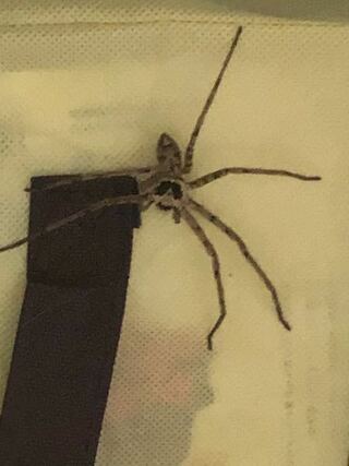 この蜘蛛ってアシダカグモですか 至急お願いします Yahoo 知恵袋