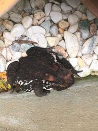 私はカエルがとても苦手で出てくるだけで大声を上げて逃げてしまいます どうに Yahoo 知恵袋