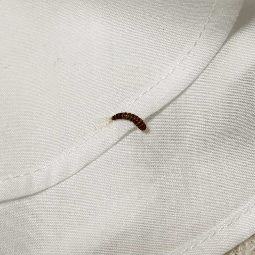 洋服についていたのですがこちらの虫はなんという虫でしょうか ヒメカ Yahoo 知恵袋
