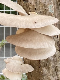 庭の木の腐っていると思われる幹から きのこが生えていました きのこの種類 Yahoo 知恵袋