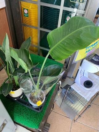 植物に詳しい方教えてください 道の駅でオーガスタが販売されていたの Yahoo 知恵袋