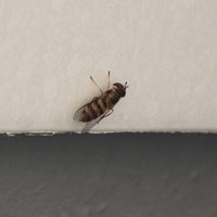 ベランダでハンマカンマを捕まえました どうしたらいいですか Yahoo 知恵袋