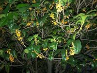 キンモクセイの匂い 我が家にはキンモクセイを植えているのです Yahoo 知恵袋