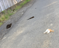 これはどんな状況でしようか。 6月での出来事で道路に子猫2匹が死んでいました。通りがかった時は左の猫のすぐそばの子猫をカラスが一羽でつついていました。こんな近い距離で。
車で通りがかりカラスは飛び立ちましたが、左の猫は放心状態のような感じで固まっていました。
2匹ともお腹に穴があいていて血が出てましたが、生きている猫のお腹をカラスは攻撃できないでしょうから死体をつっついたのだと思います。...