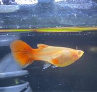 最近熱帯魚を飼い始めました 買ってまだ1週間半くらいしか経ってない Yahoo 知恵袋