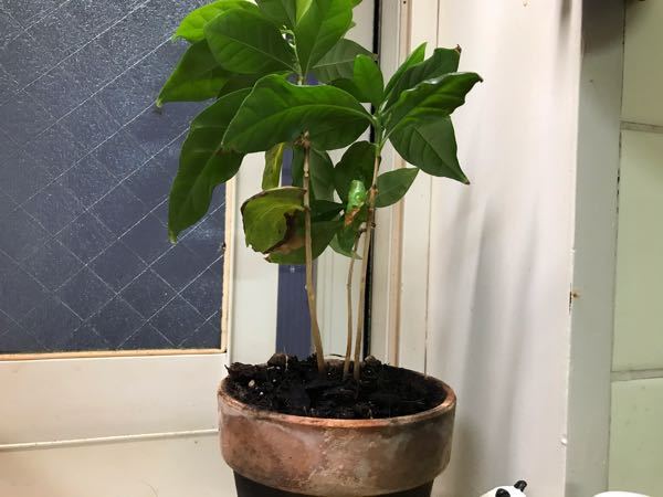 コーヒーの木を育てています。 - 3本セットになっているのですが、成長