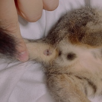 生後2ヶ月ちょっとの猫ですが 性別がわかりません この写真で分かる方 Yahoo 知恵袋