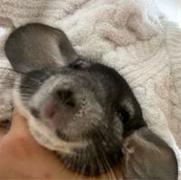 小動物のチンチラを買っています チンチラが怪我をしてしまいました この前 Yahoo 知恵袋