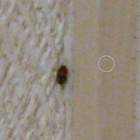 家のリビングに小さい虫を見つけました。 大きさは5mmにも満たない程で非常に小さいです。
この虫はどのような種類の虫なのでしょうか？
また､この虫は害虫だったりしますかね…？