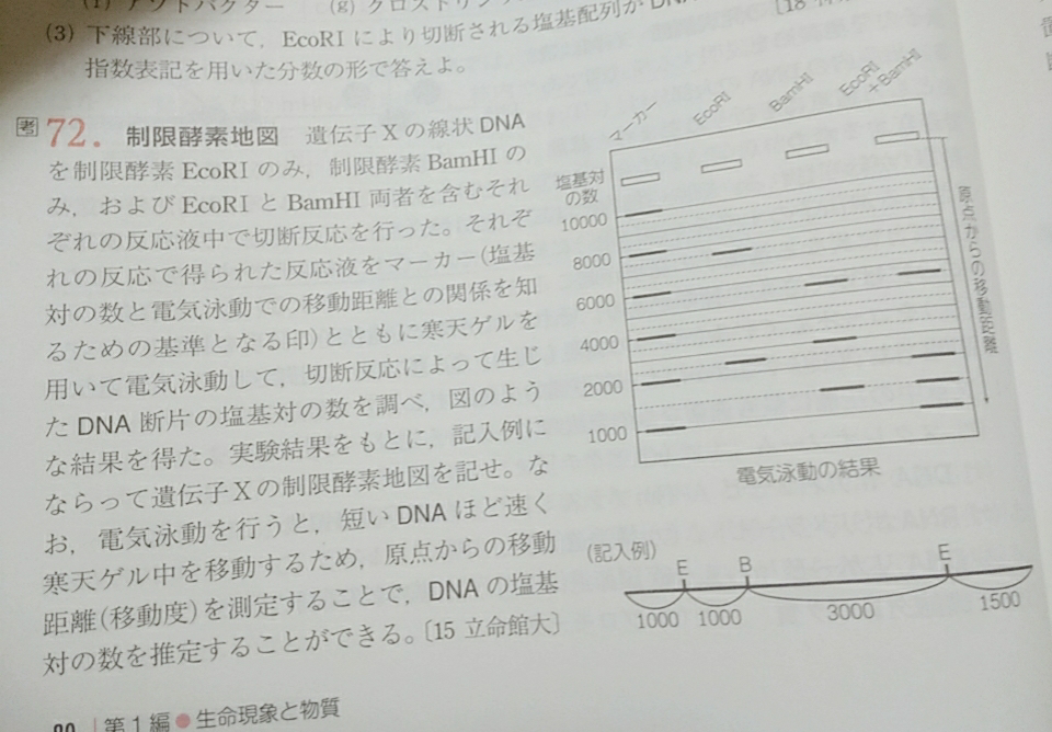 制限酵素地図 に関するq A Yahoo 知恵袋