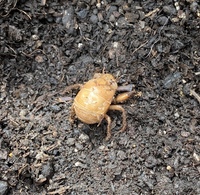 これは何のセミの幼虫ですか 昨日公園で見つけました 羽化しようとせず土に Yahoo 知恵袋