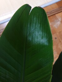 今年の夏に買ったストレッチアオーガスタなんですが葉の先が写真のように裂け Yahoo 知恵袋