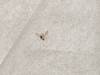 この虫はなんでしょうか 部屋の中にいて困っています 蚊を殺すスプレーを部 Yahoo 知恵袋
