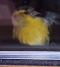 夜に鳥が飛んでいると不吉な事が起きるってほんとですか 渡 Yahoo 知恵袋