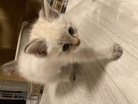 野良猫を捕獲しても 罪にならないですか 家の近くで 子猫がた Yahoo 知恵袋