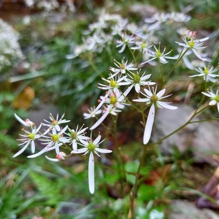 花の種類を教えてください 花びらが一つだけ長く 特徴のある花ですが 画像 Yahoo 知恵袋