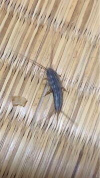 この虫はなんですか 紙魚 シミ も数種類居ますが 生態や駆除方法は Yahoo 知恵袋