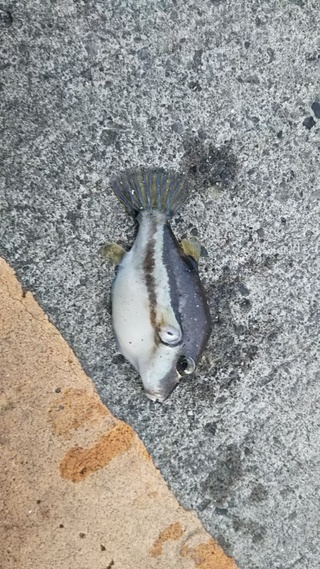 海釣り初心者です 画像の魚の名前は何でしょうか 今日 堤 Yahoo 知恵袋