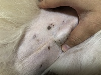 犬のお腹に黒いかさぶた が出来たのですが剥がれません 始め 皮膚が荒れて Yahoo 知恵袋