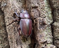 これはカブトムシのメスでしょうか なんという種類でしょうか 小 Yahoo 知恵袋