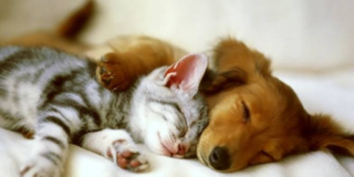 犬の寝顔と 猫の寝顔より可愛い と思うのはどちらですか Yahoo 知恵袋