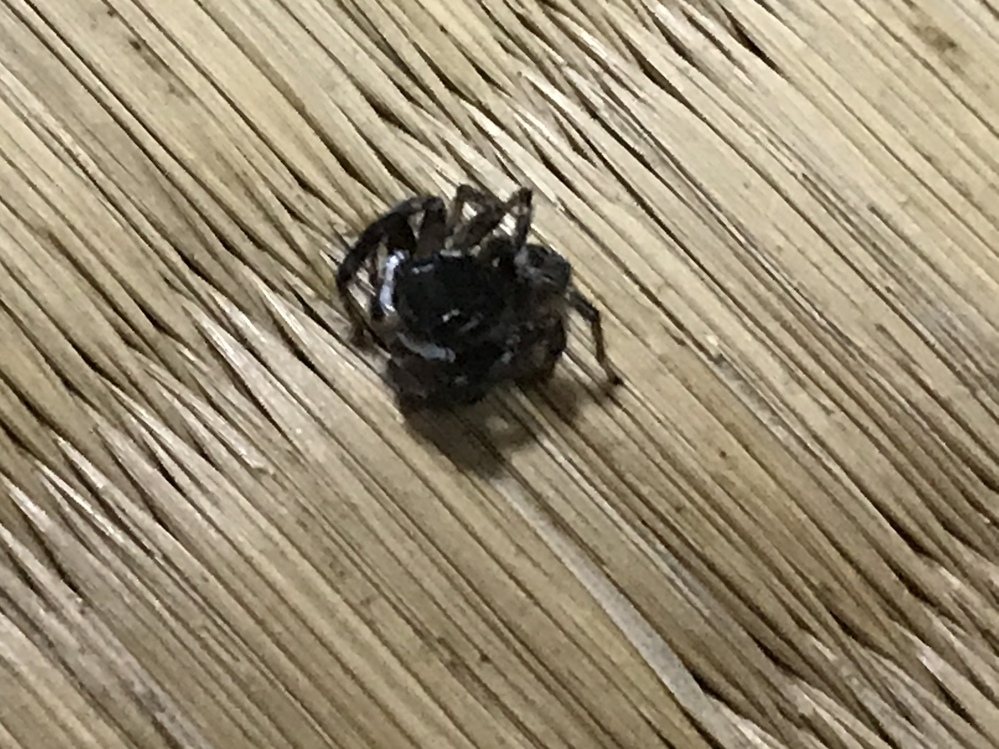 なんという蜘蛛でしょうか アダンソンハエトリみたいな気がする Yahoo 知恵袋