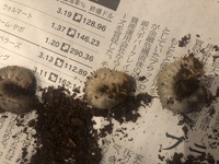 一度使用した肥料中にコガネムシの幼虫が散見されるような状態か Yahoo 知恵袋